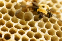 Пчела сидит на сотах — стоковое фото