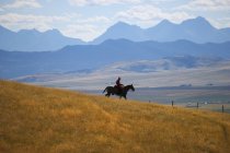 Vaquero a caballo, Alberta, Canadá - foto de stock