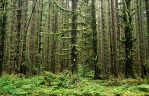 Old Growth Forest In Hoh Rain Forest — Stock Photo
