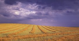 Harvested Field on hill — Stock Photo