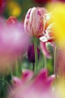 Tulipes Fleurs poussant à l'extérieur — Photo de stock