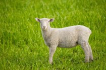 Lamm steht auf grünem Gras — Stockfoto