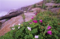 Roses sur les rochers de montagne — Photo de stock