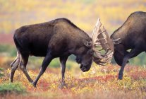 Moose Sparring em campo — Fotografia de Stock