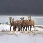 Familia de ovejas de montaña - foto de stock