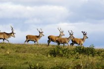 Deers On Top Of  Hill — Stock Photo