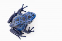 Синий ядовитый дротик — стоковое фото