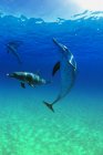 Delfines manchados del Atlántico - foto de stock