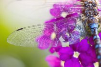 Rosée matinale sur l'aile libellule — Photo de stock