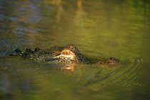 Alligator Peeking Above Water — Stock Photo