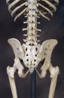 Colonna vertebrale inferiore e bacino dello scheletro — Foto stock