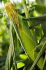 Вирощування кукурудзи в полі — стокове фото