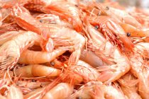 Heap of boiled Shrimps — Stock Photo
