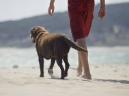 Homme marche avec chien — Photo de stock