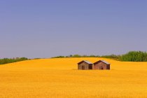 Фермерское поле с маленькими домами — стоковое фото