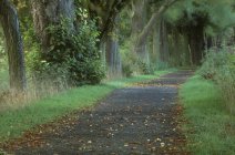 View of Woodland Path — Stock Photo