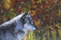 Волк стоит в лесу — стоковое фото