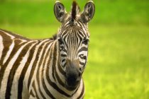 Зебра смотрит в камеру — стоковое фото