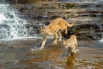 Cougar con Cub Crossing River — Foto stock
