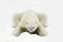 Urso polar que coloca na superfície branca — Fotografia de Stock