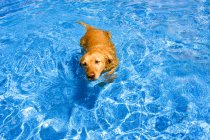 Собака плавает в воде — стоковое фото