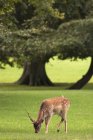 Pâturage de cerfs sur herbe — Photo de stock