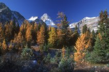 Ver árvores coloridas nas montanhas — Fotografia de Stock