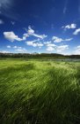 Zonas húmidas com grama verde — Fotografia de Stock