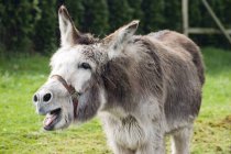 Donkey with open jaws — Stock Photo