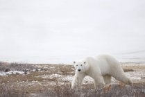 Caminatas del oso polar a través de - foto de stock