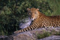Leopardo acostado sobre piedra - foto de stock