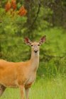 Giovane cervo femmina — Foto stock