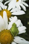 Tree frog rests on a daisy — Stock Photo