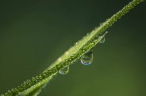 Dew glistens on grass — Stock Photo
