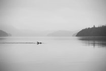 Swimmer swims across calm misty lake — Stock Photo