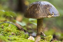Mushroom glistens in the rain — Stock Photo