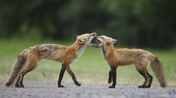 Foxes playing outdoors — Stock Photo