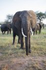 Grande elefante femmina — Foto stock