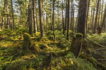 Rainforest of Naikoon Provincial Park — Stock Photo