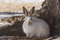 Белохвостый кролик — стоковое фото