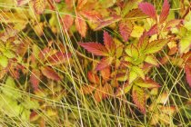 Цветные листья в конце лета — стоковое фото