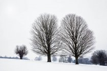 Fächerförmige Bäume — Stockfoto