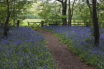 Gate out of bluebell woods — Stock Photo