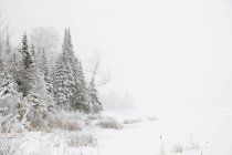 Escena nevada de invierno - foto de stock