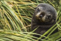 Filhote de cachorro de foca de pele antártica — Fotografia de Stock