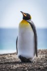 Король пінгвін піднімає голову — стокове фото