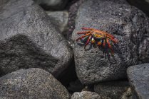 Sally Lightfoot crab — Stock Photo