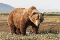 Жіночий бурий ведмідь — стокове фото
