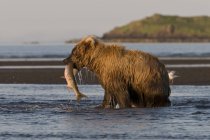 Brown bear (ursus arctos) fishing — Stock Photo