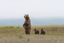 Бурий ведмідь і ведмежат — стокове фото